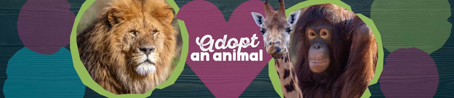 paignton zoo adoption web banners