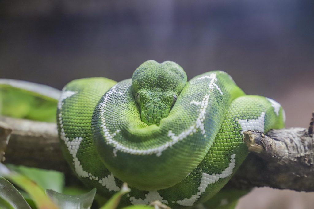 210511 PZ Emerald Tree Boa ONB HR 2