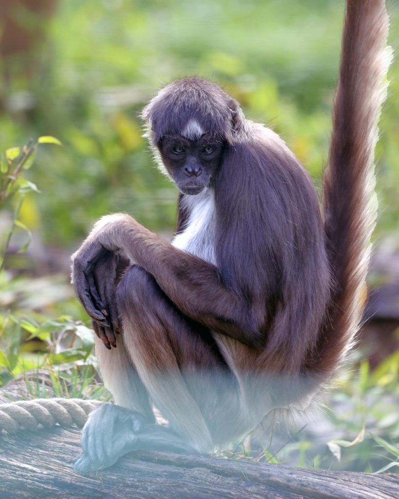 Visit Brown Spider Monkey - A Zoo With Brown Spider Monkey • Paignton Zoo