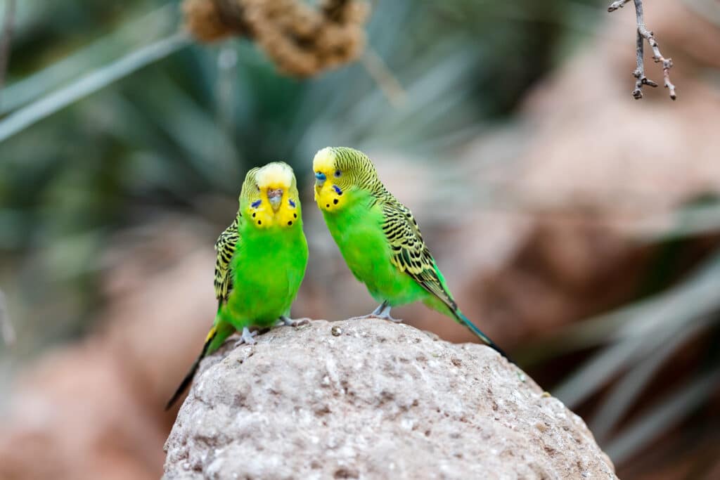 Budgerigars at Paignton Zoo