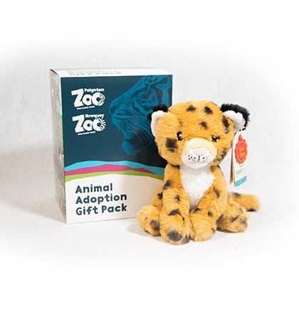 Cheetah junior adoption box
