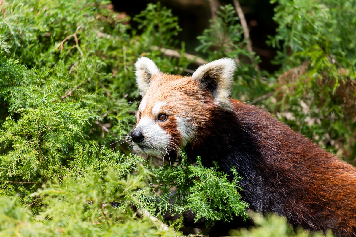 Visit Red Panda A Zoo With Red Panda • Paignton Zoo