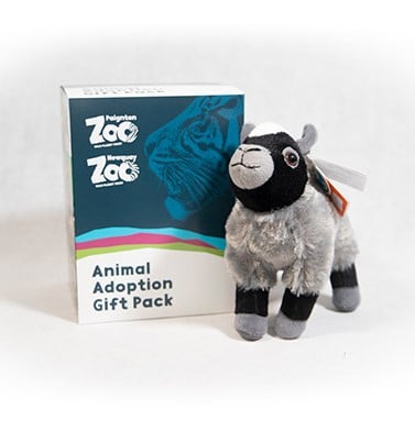 Goat junior adoption box