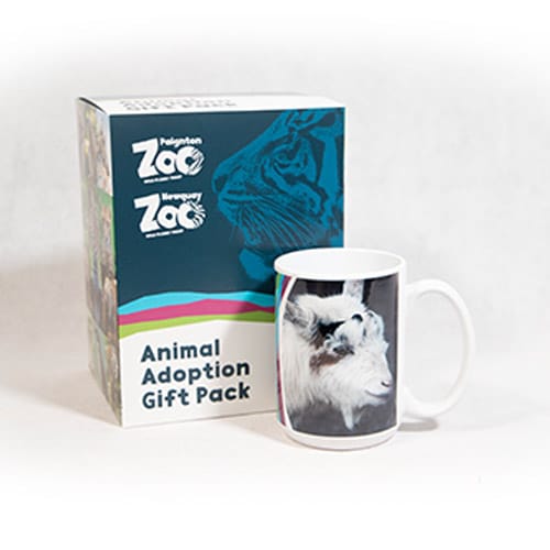 Goat adult adoption box
