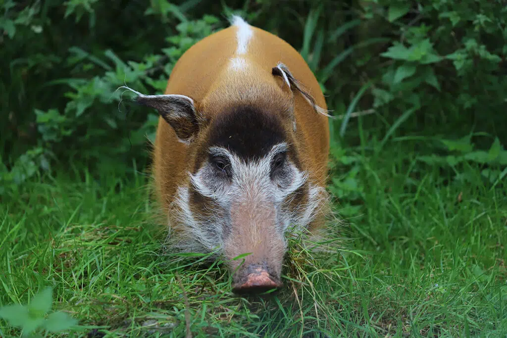 Red river hog at Paignton Zoo