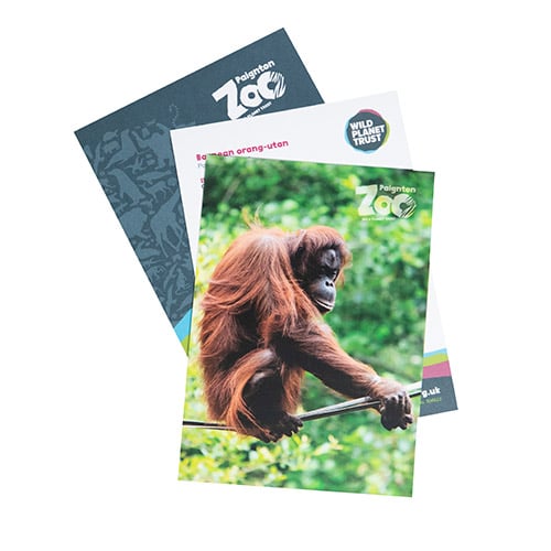 Orang-utan standard adoption pack