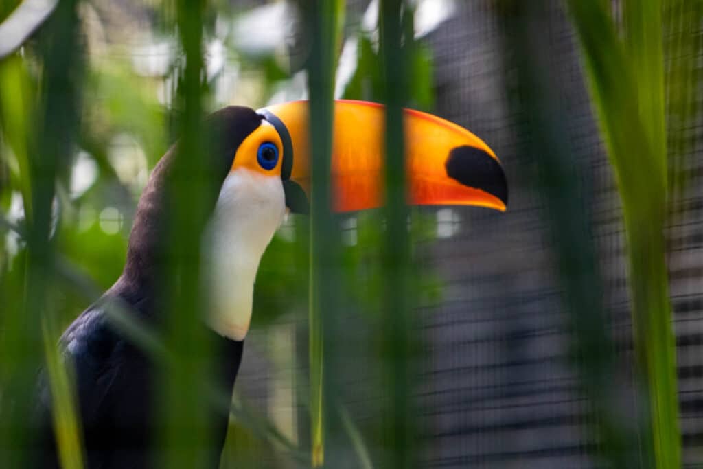 Male toco toucan at Paignton Zoo