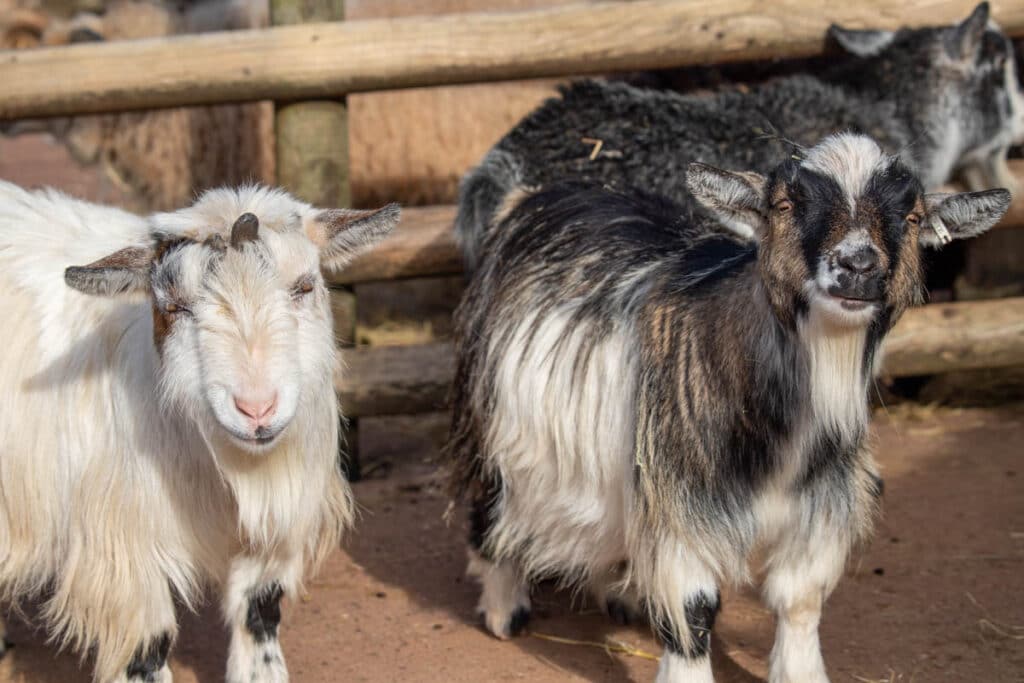 Male pygmy goats at Paignton Zoo