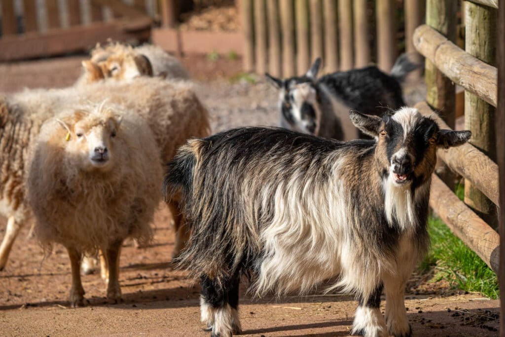 Pygmy goats at Paignton Zoo