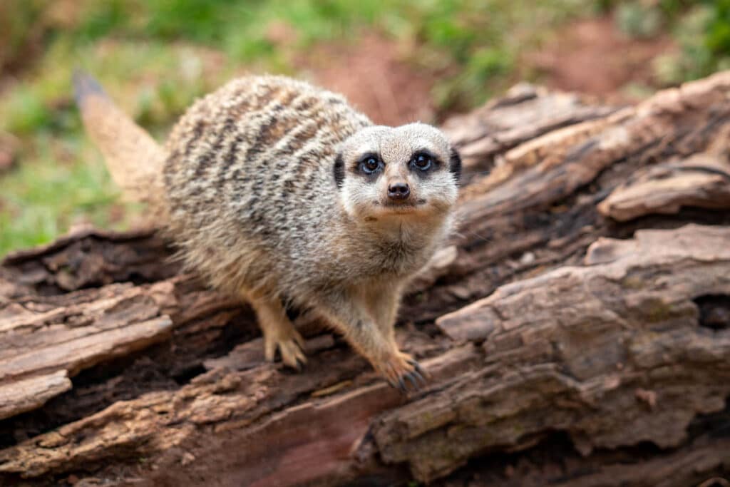 Meerkat at Paignton Zoo