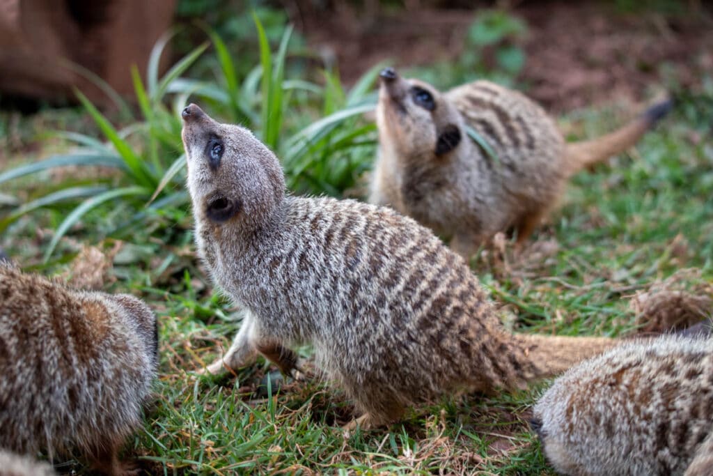 Meerkats at Paignton Zoo