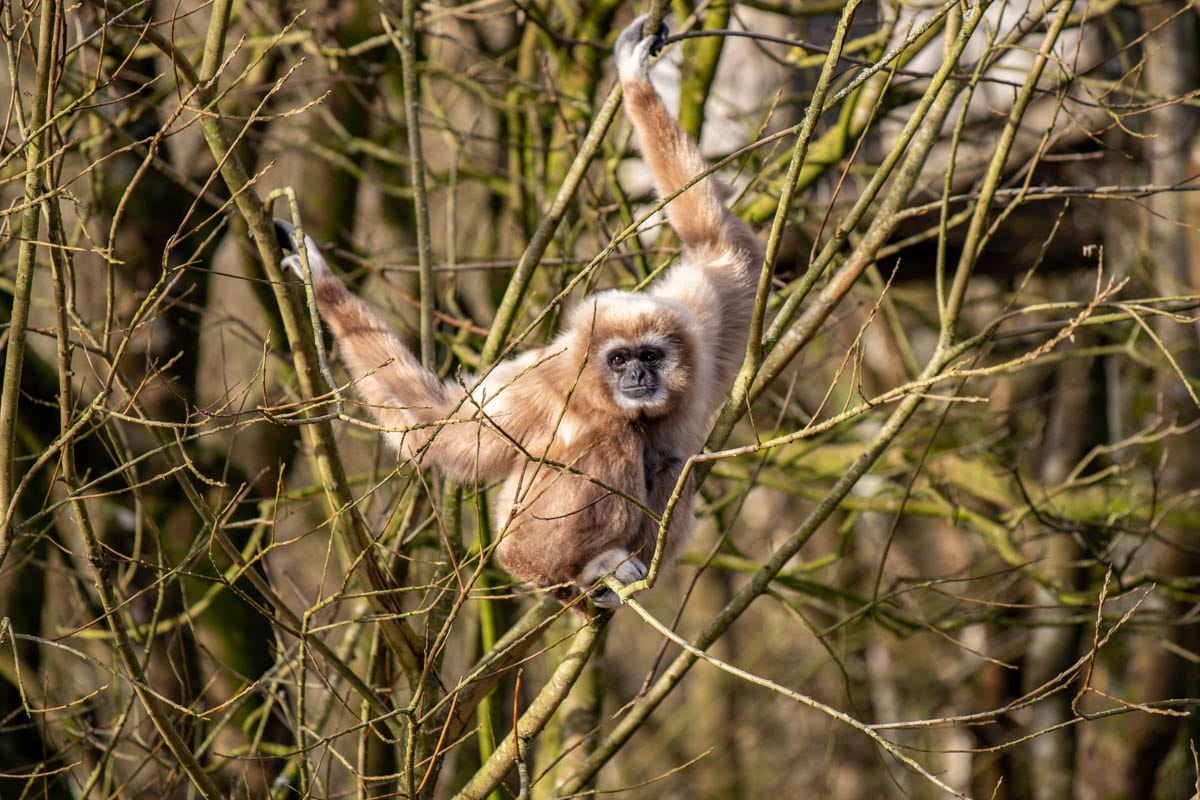 Visit Lar Gibbon A Zoo With Lar Gibbon • Paignton Zoo