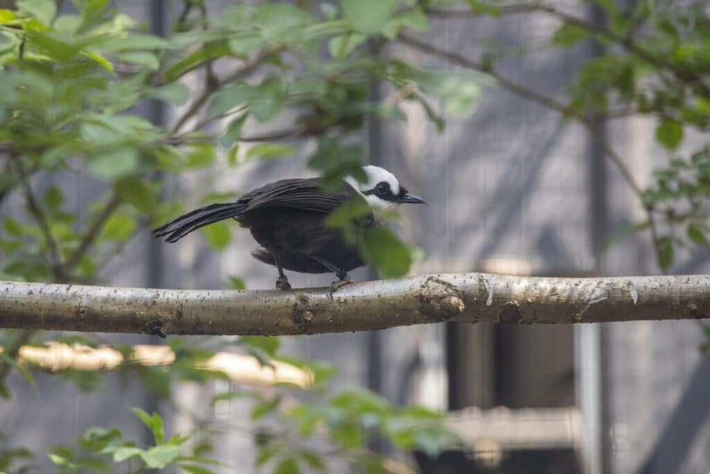 Sumatran laughingthrush at Paignton Zoo