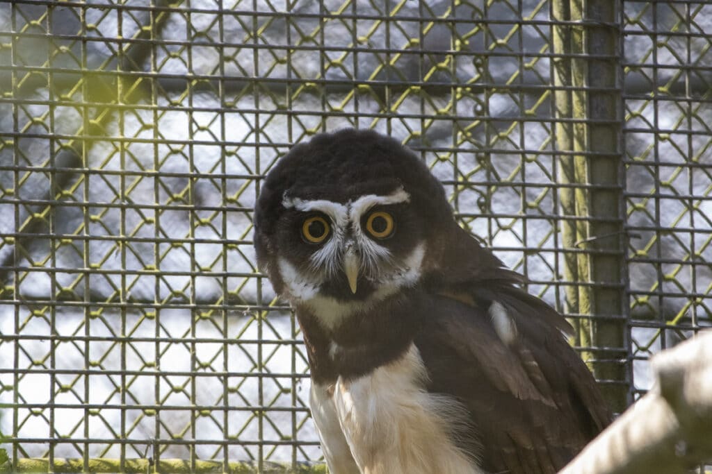 Spectacled owl at Paignton Zoo