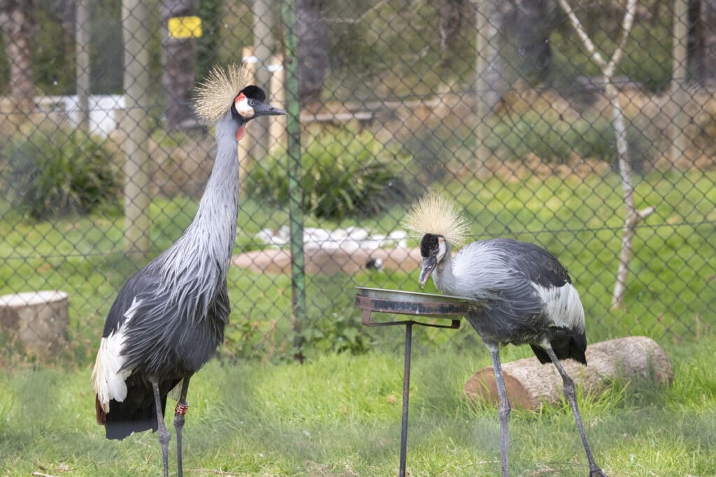 East African crowned crane at Paignton Zoo