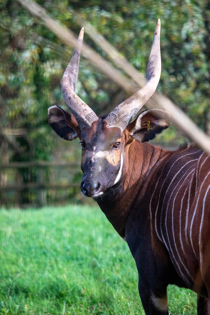 Visit Eastern Mountain Bongo - A Zoo With Eastern Mountain Bongo ...