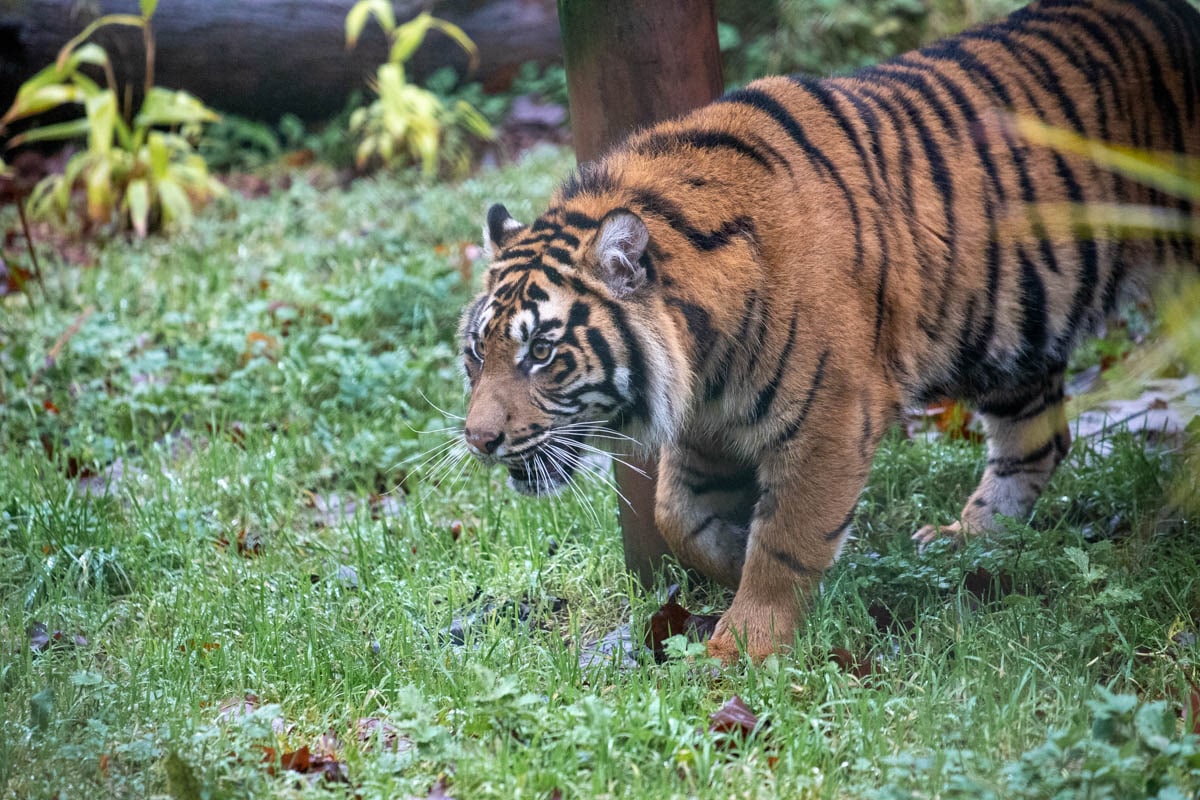 Female Sumatran tiger Carrie at Paignton Zoo
