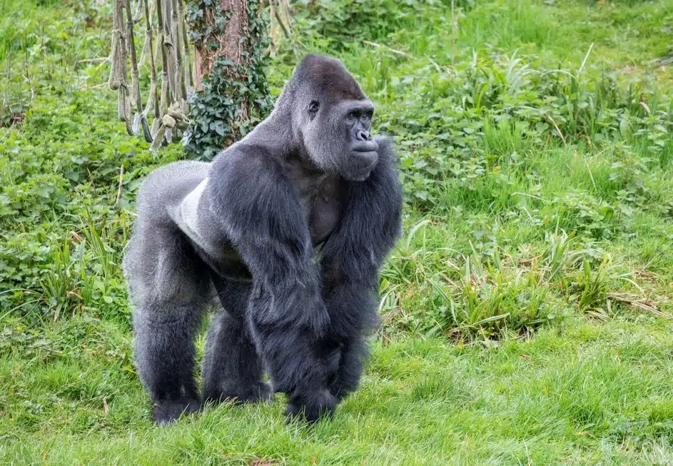 Dominance Linearity And Steepness In Captive Western Lowland Gorillas