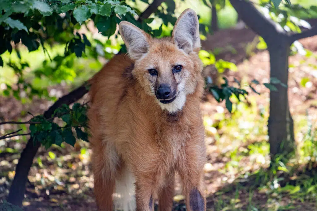 PZ Maned Wolf Enrichment 08 2 AD LR 14