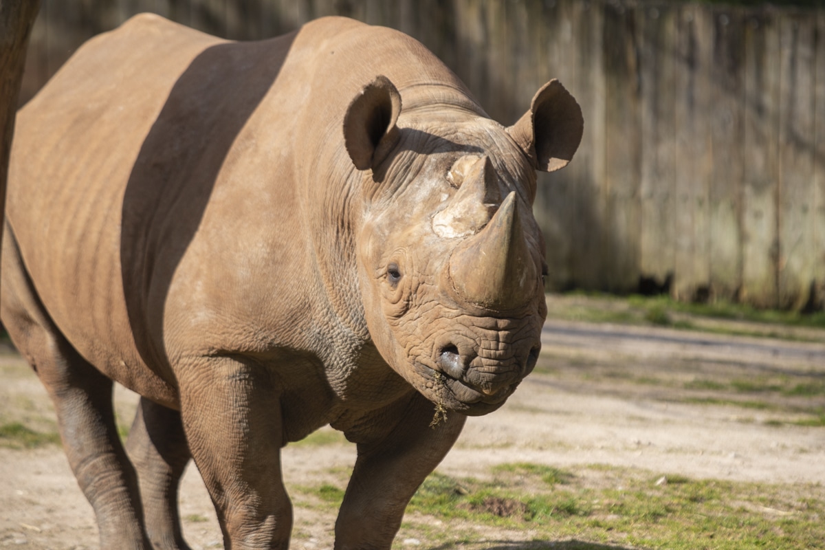 Visit Black Rhinoceros A Zoo With Black Rhinoceros • Paignton Zoo