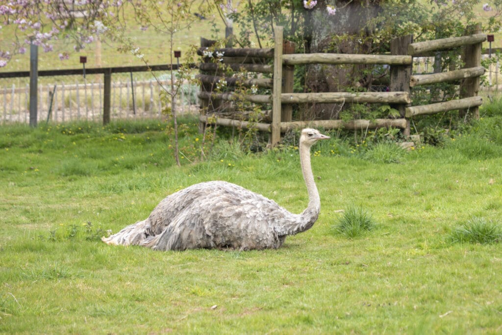 Female red-necked ostrich Maisy at Paignton Zoo