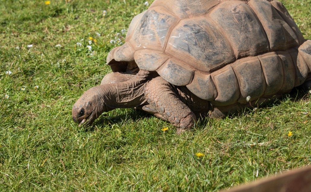 Aldabra giant tortoise at Paignton Zoo