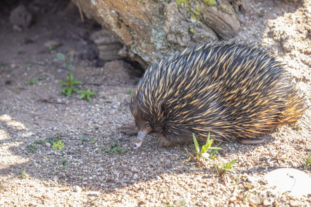 Short-beaked echidna Bruce at Paignton Zoo