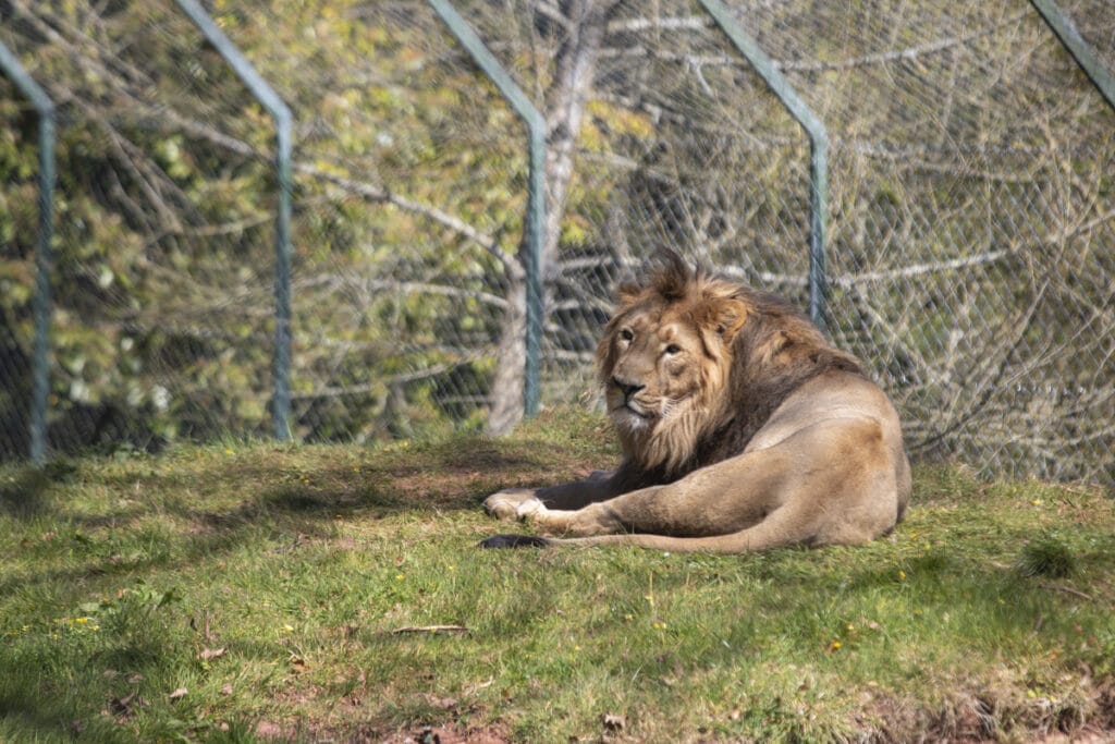 Male Asiatic lion Yali at Paignton Zoo