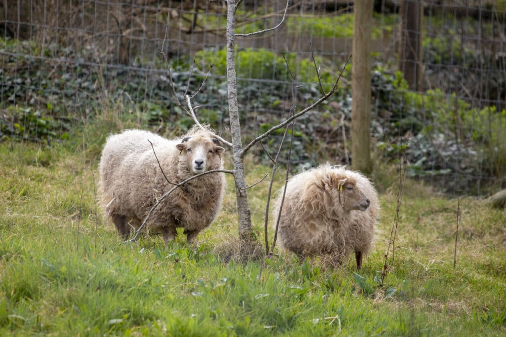 Ouessant sheep in their paddock at Paignton Zoo.
