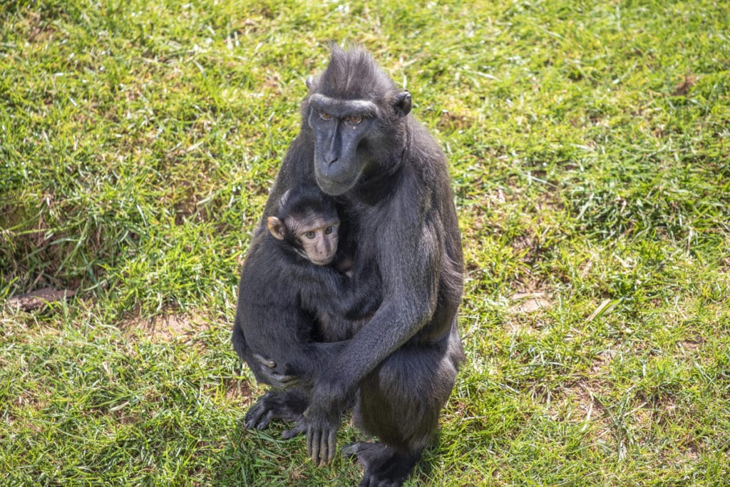 Sulawesi crested macaques at Paignton Zoo