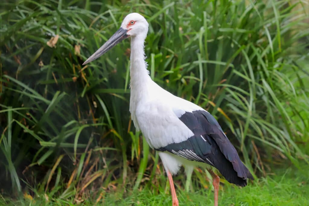 Oriental white stork at Paignton Zoo