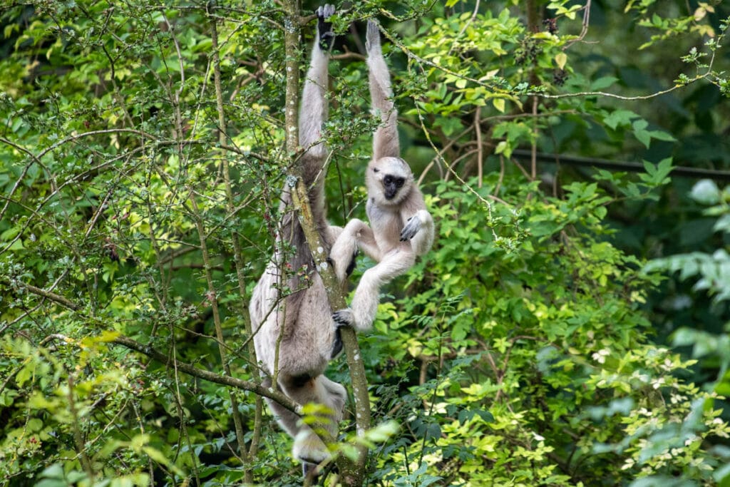 Pileated gibbons at Paignton Zoo