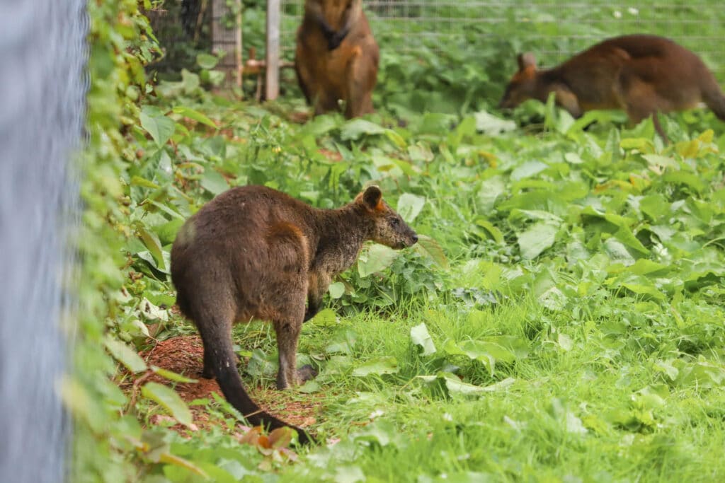 Male swamp wallaby at Paignton Zoo