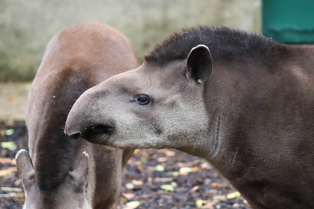 Male Brazilian tapir Dexter at Paignton Zoo
