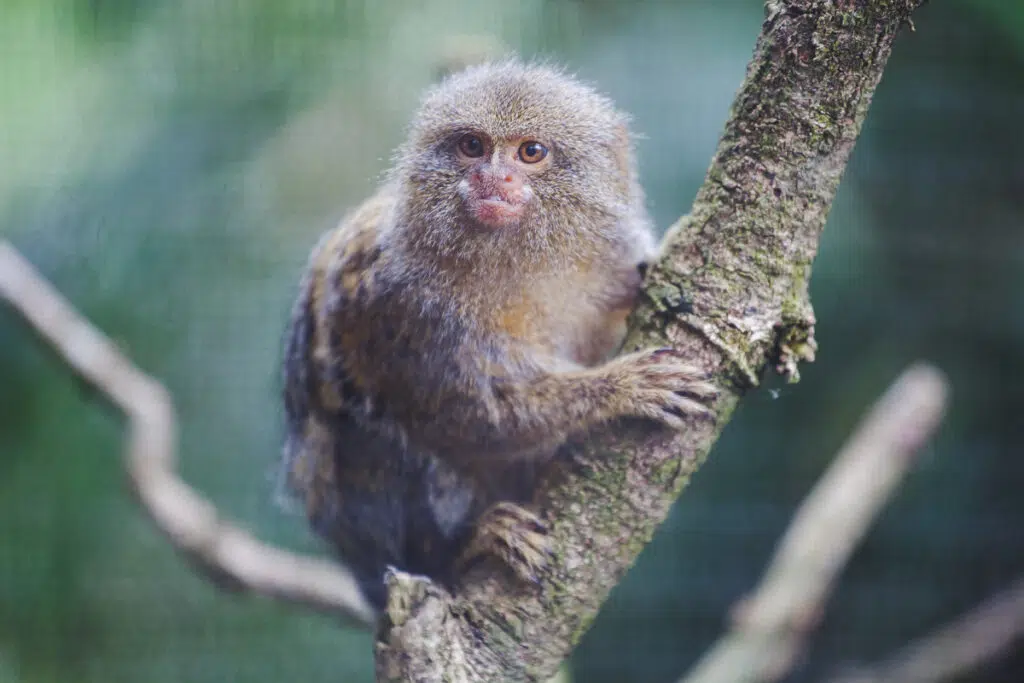 Pygmy marmoset at Paignton Zoo