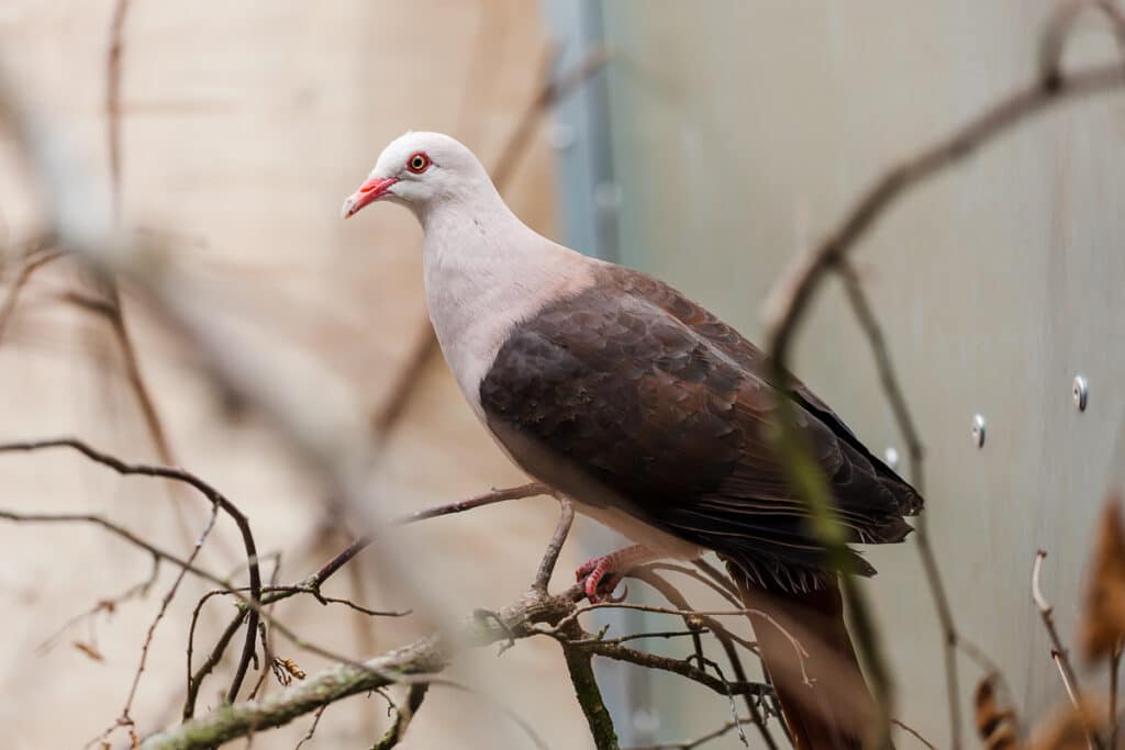 Pink pigeon at Paignton Zoo