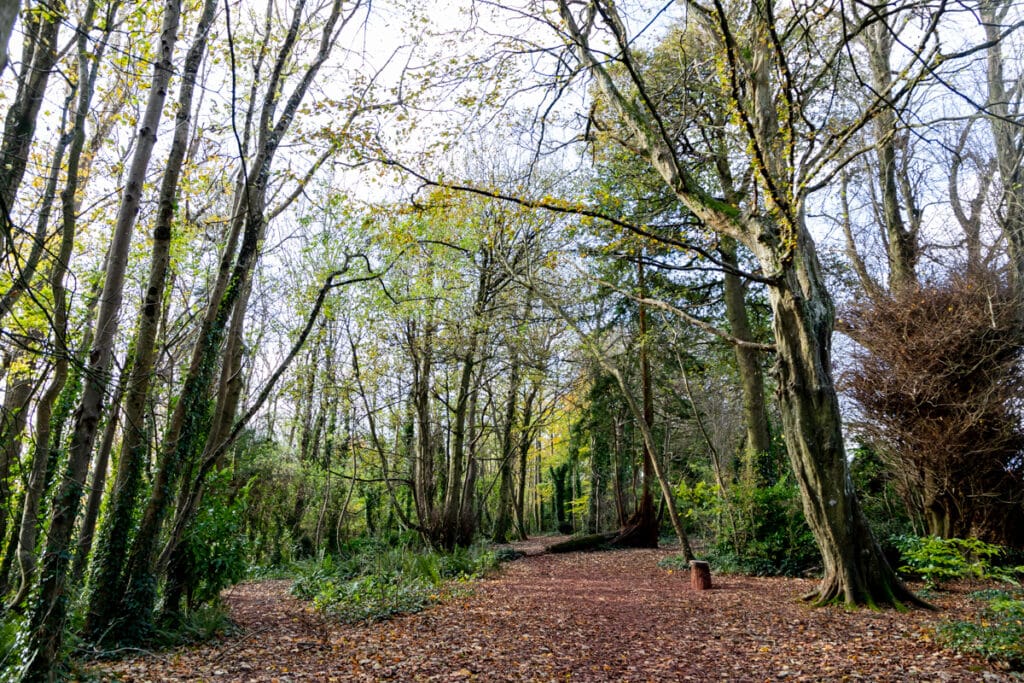 Primley Park treescape