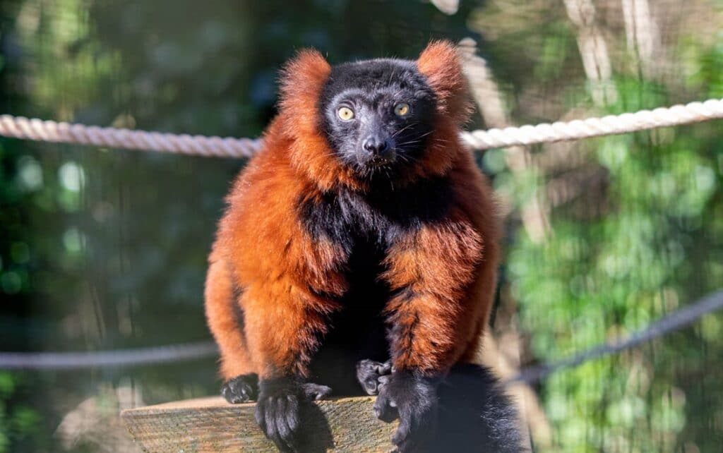 Male red-ruffed lemur at Paignton Zoo