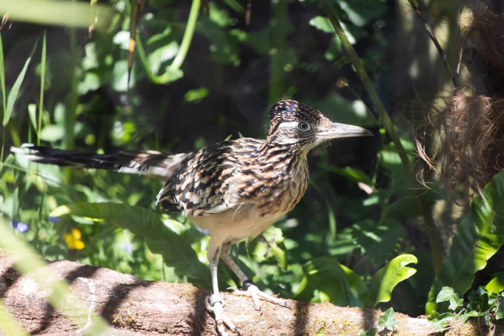Greater roadrunner at Paignton Zoo
