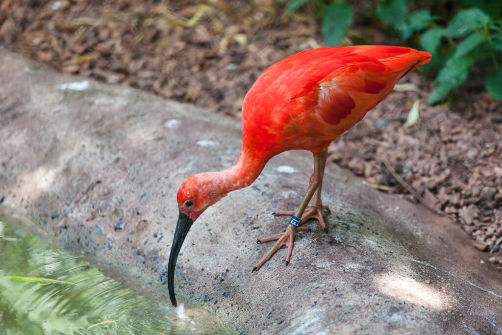 Scarlet ibis at Paignton Zoo