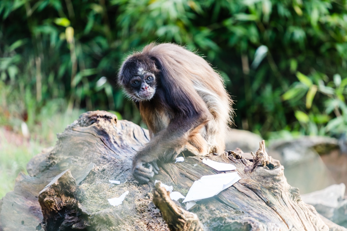 Visit Brown Spider Monkey - A Zoo With Brown Spider Monkey • Paignton Zoo
