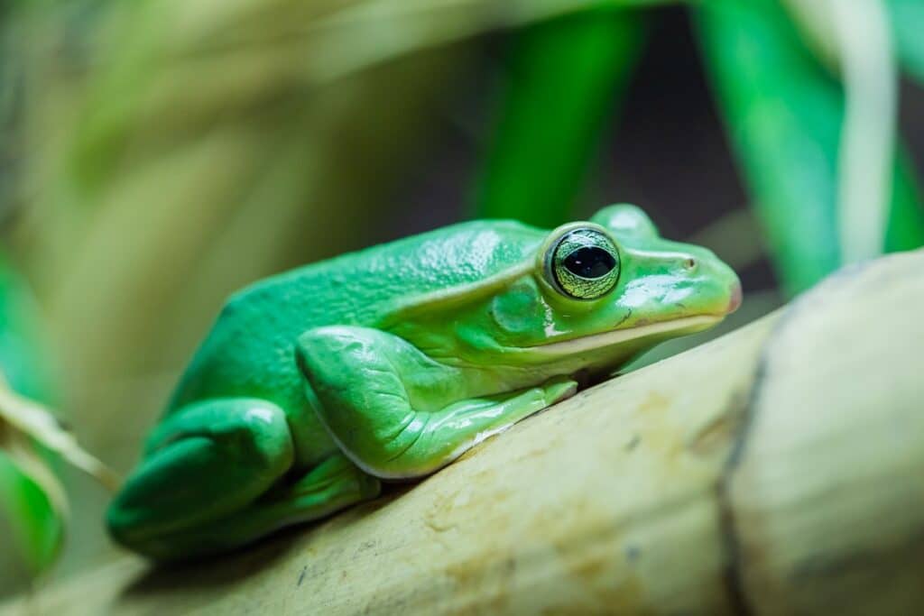 Fea's tree frog at Paignton Zoo