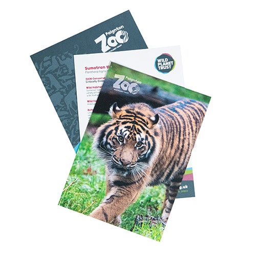 Tiger standard adoption pack