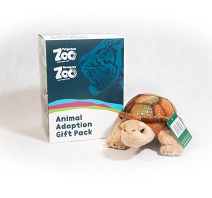 Giant tortoise junior adoption box