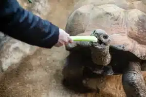 Tortoise Experience LR 1.jpg 1