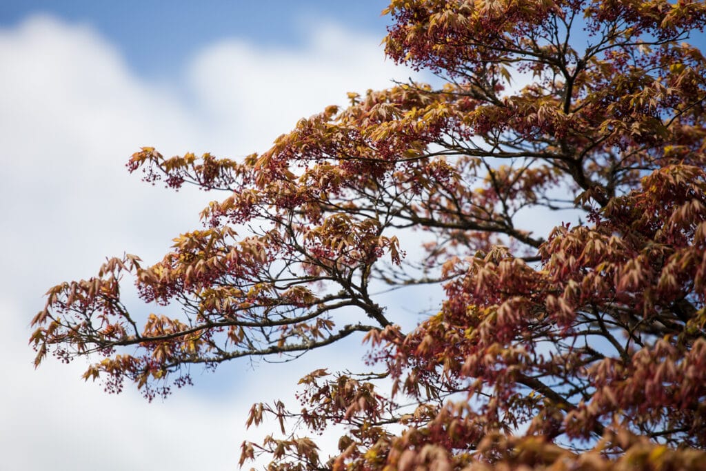 Japanese acer at Paignton Zoo