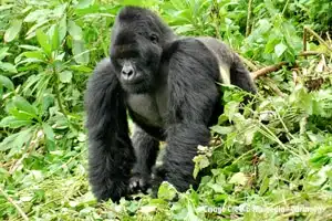 Eastern Gorilla for blog