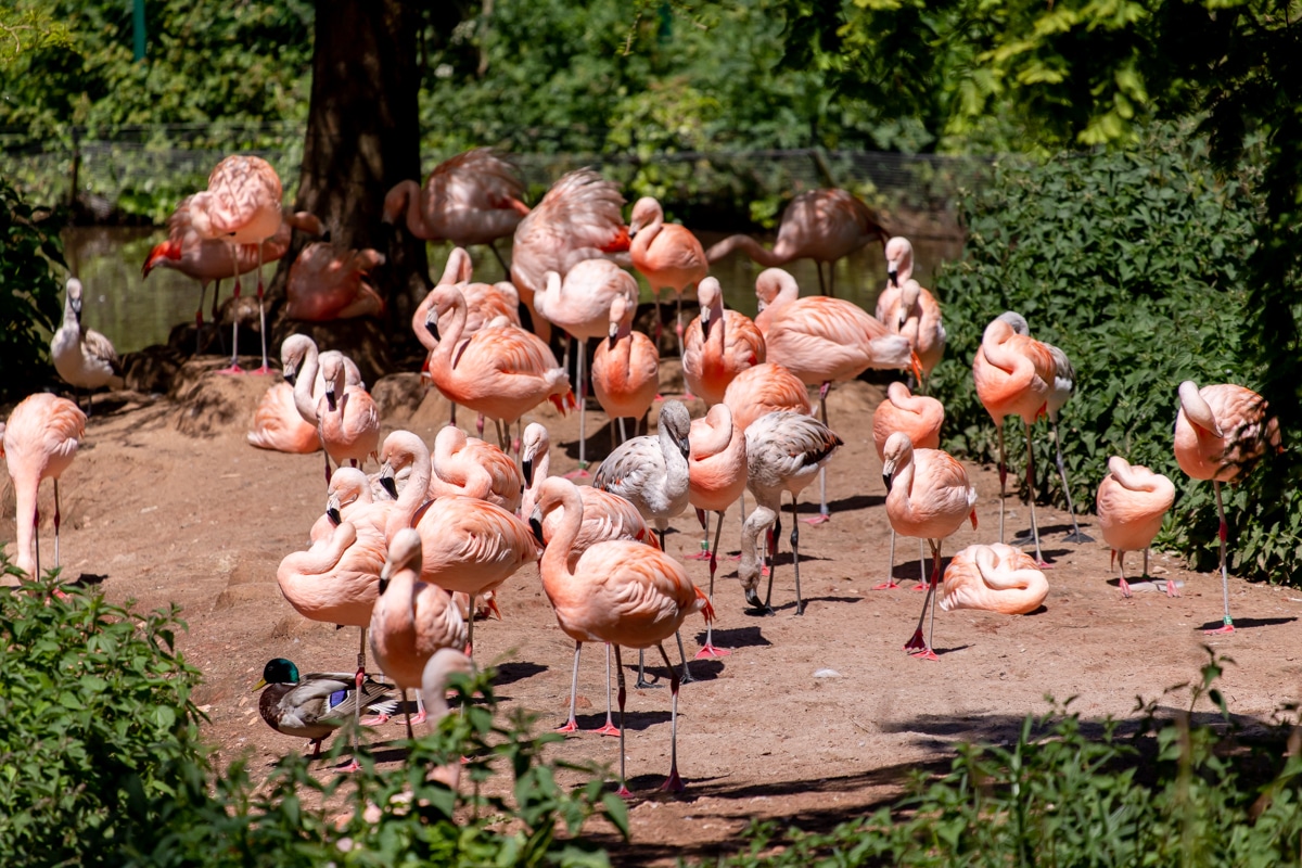 Flamingos 05.2019 LR 123