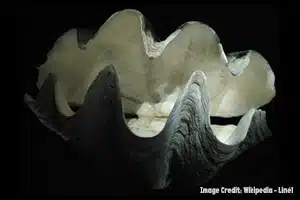 Giant Clam for Blog