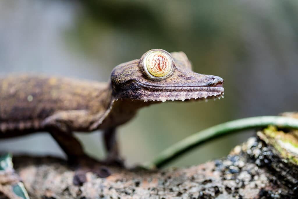 Giant leaf-tailed gecko at Paignton Zoo